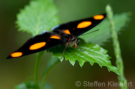 182 Feinschmecker - Catonephele numila